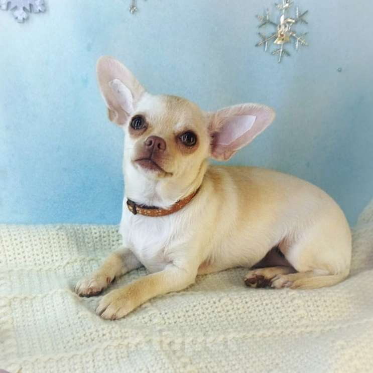 Собаки в Санкт-Петербурге: Щенок чихуахуа девочка Девочка, 40 000 руб. - фото 1