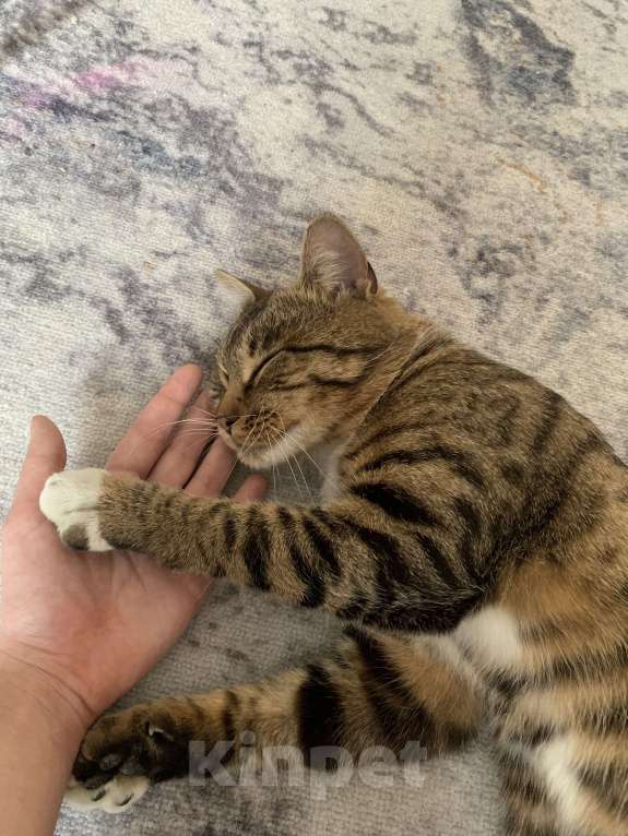 Кошки в Новокузнецке: Отдам в добрые руки Мальчик, Бесплатно - фото 4