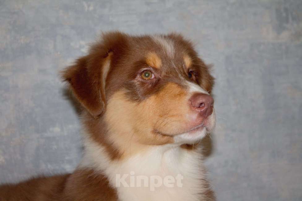 Собаки в других городах Московской области: Австралийская овчарка Мальчик, 50 000 руб. - фото 3