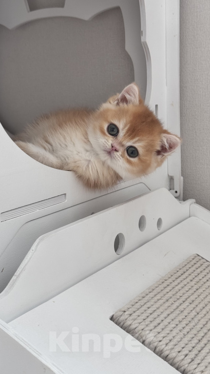 Кошки в Калининграде: Британская золотая шиншилла. Котята Мальчик, 60 000 руб. - фото 6