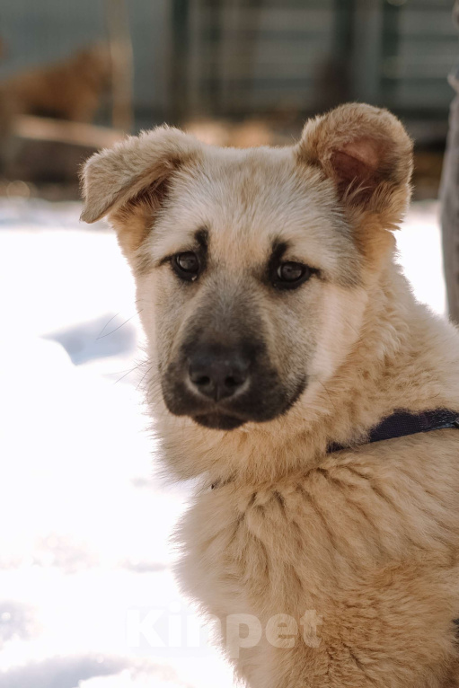 Собаки в Санкт-Петербурге: Мишель из приюта в добрые руки Девочка, Бесплатно - фото 1