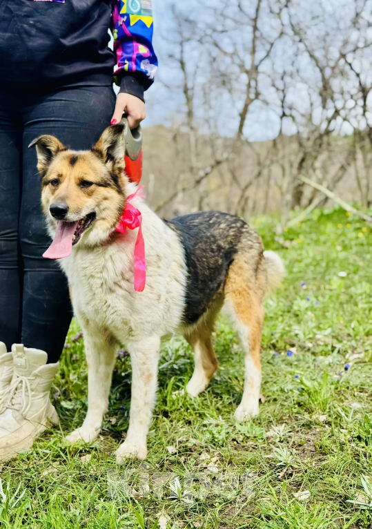 Собаки в других городах Краснодарского края: Адель,хочу домой Девочка, 99 руб. - фото 2