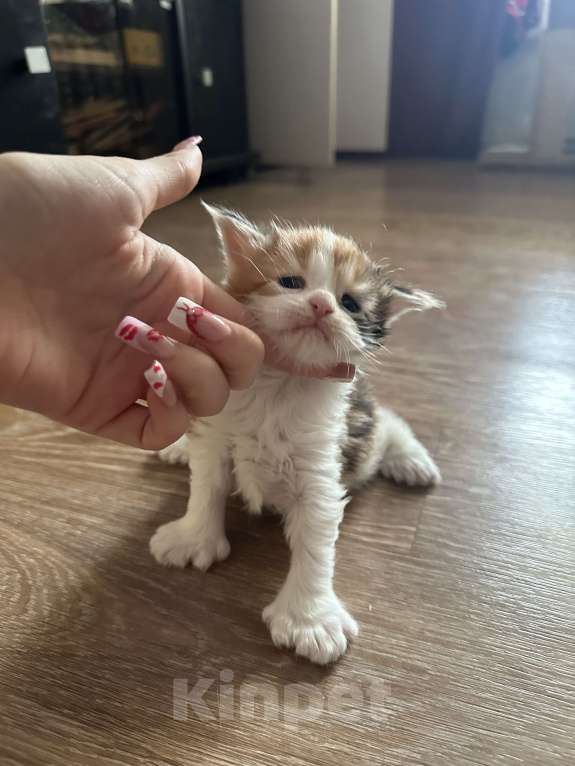 Кошки в Тюмени: мейн-кун полидакт Девочка, 40 000 руб. - фото 1