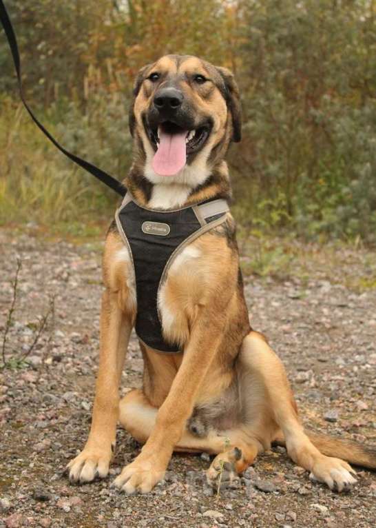 Собаки в Санкт-Петербурге: Рыжий весёлый красавчик Мальчик, Бесплатно - фото 5