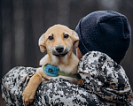 Собаки в Москве: Рыжий, маленький лисёнок в поисках дома! Мальчик, Бесплатно - фото 3