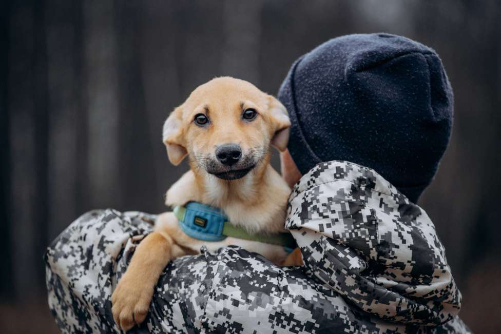 Собаки в Москве: Рыжий, маленький лисёнок в поисках дома! Мальчик, Бесплатно - фото 3