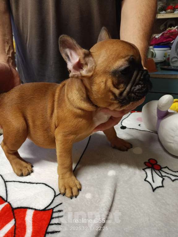 Собаки в Омске: Продаем щенков французкого бульдога Мальчик, Бесплатно - фото 9