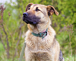 Собаки в Наро-Фоминске: Жоооорик в поисках личного дивана Девочка, Бесплатно - фото 1