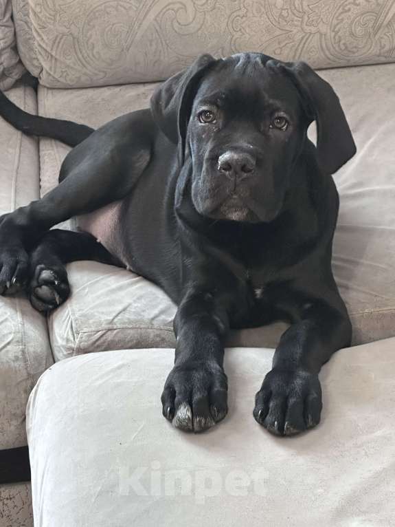 Собаки в других городах Московской области: Щенок кане-корсо Девочка, 40 000 руб. - фото 10