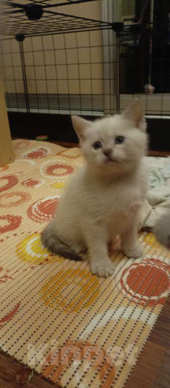 Кошки в Москве: Продается котенок. Девочка. Родители смесь невской- маскарадной кошки и британца Девочка, 5 000 руб. - фото 2