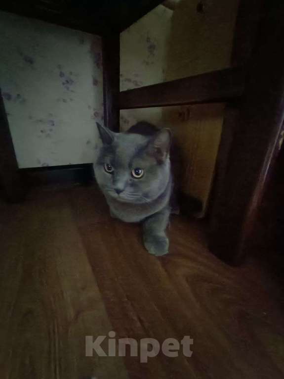 Кошки в Москве: Найден кот/кошка Мальчик, Бесплатно - фото 1