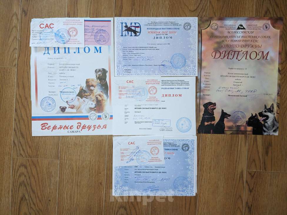 Собаки в Самаре: Кобель для вязки, колли Мальчик, 1 руб. - фото 5