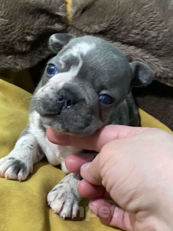 Собаки в Нижнем Новгороде: Щенки французского бульдога. Мальчик, Бесплатно - фото 5