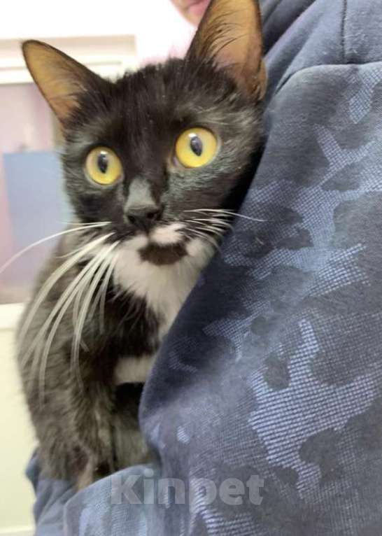 Кошки в Москве: Кошка Дашка в самые добрые руки Девочка, Бесплатно - фото 2