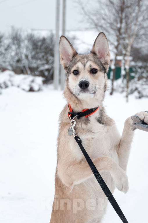 Собаки в Ногинске: Харизма, ум и манеры. Ваша будущая лучшая подруга уже здесь! Девочка, Бесплатно - фото 10