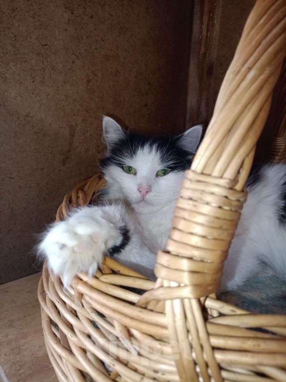 Кошки в Воскресенске: Ариша ищет дом! Девочка, Бесплатно - фото 3