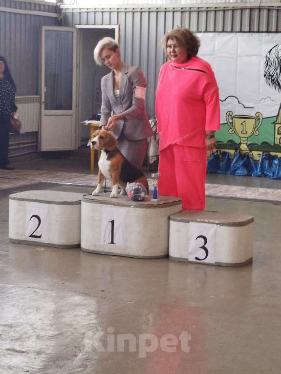 Собаки в Краснодаре: Вязка,бигль. Мальчик, Бесплатно - фото 3