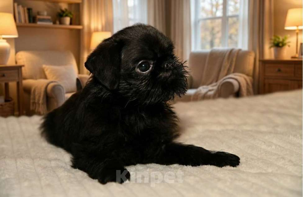 Собаки в Санкт-Петербурге: Щенок бельгийский гриффон Мальчик, Бесплатно - фото 1