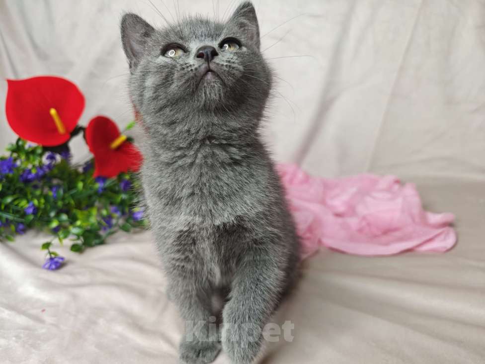 Кошки в Уфе: Манчкин ( длинные лапки) Девочка, 20 000 руб. - фото 3