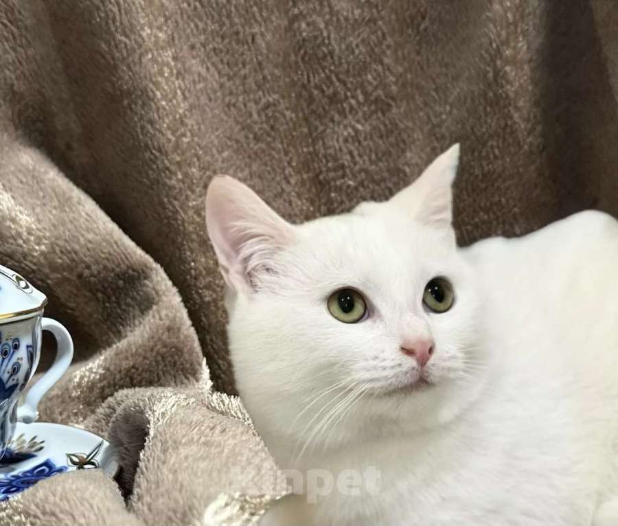 Кошки в Санкт-Петербурге: Котенок Зефирчик . 6 мес Мальчик, Бесплатно - фото 3