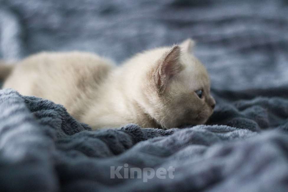 Кошки в Нижнем Новгороде: Европейская бурма, кошечка, шоколадный окрас Девочка, 50 000 руб. - фото 6