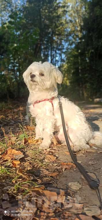 Собаки в Королеве: Веселуха Девочка, Бесплатно - фото 5