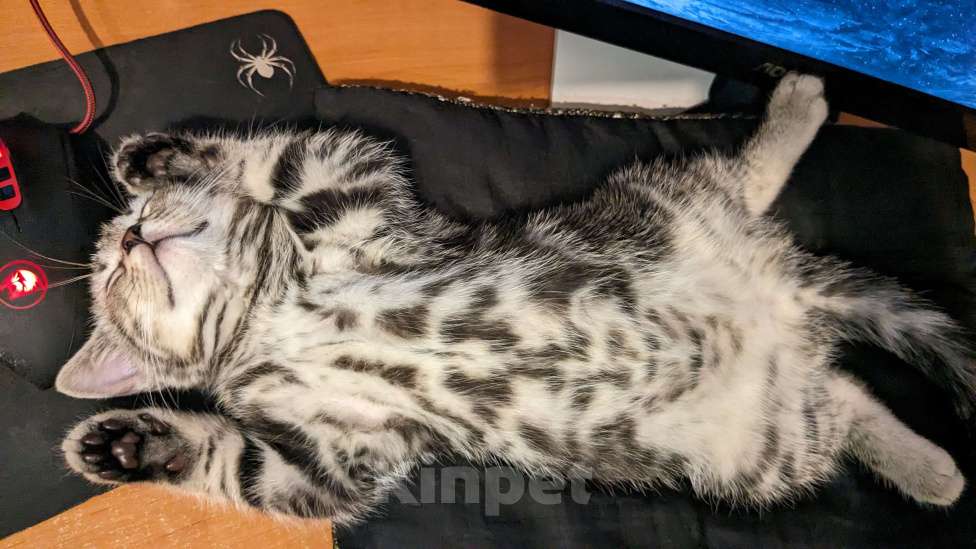 Кошки в Москве: Шотландский мраморный кот на вязку Мальчик, 3 000 руб. - фото 10