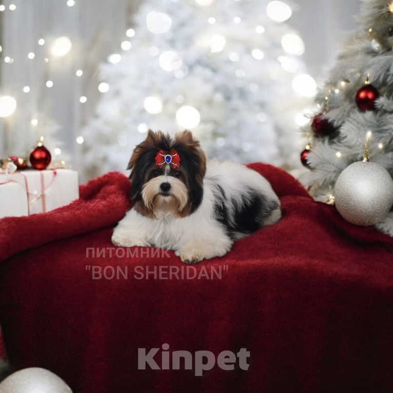 Собаки в Пушкино: Бивер мальчик  Мальчик, 50 000 руб. - фото 1