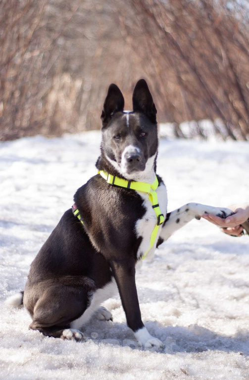 Собаки в Москве: Статная добрая Тайра в поисках заботливой семьи и своего дома Девочка, Бесплатно - фото 1