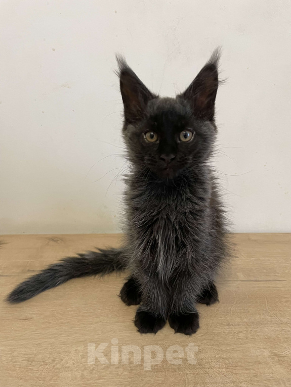 Кошки в Ижевске: Мейн-кун мальчик с документами  Мальчик, 80 000 руб. - фото 1