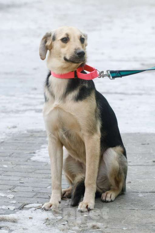 Собаки в Москве: Маленькая милашка Глория ищет дом Девочка, 1 руб. - фото 6