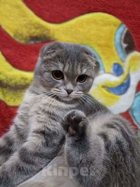 Кошки в Вологде: Кошка вислоухая Анфиса Девочка, Бесплатно - фото 2