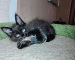 Кошки в Ипатово: Котята Мейн Кун, 20 000 руб. - фото 4