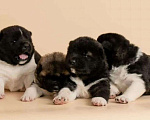 Собаки в Кинели: Померанские шпицы, 1 руб. - фото 3