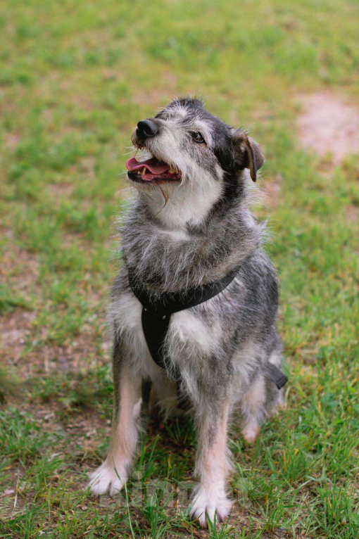 Собаки в Москве: Пальма ищет семью Девочка, Бесплатно - фото 5