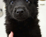 Собаки в Химках: метис бордер колли, 3 месяца Мальчик, 1 руб. - фото 1