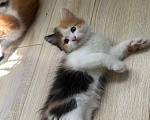 Кошки в Краснодаре: Трехцветная кошечка Девочка, Бесплатно - фото 6