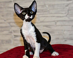 Кошки в Москве: Девочка в окрасе черный биколор Девочка, 50 000 руб. - фото 3