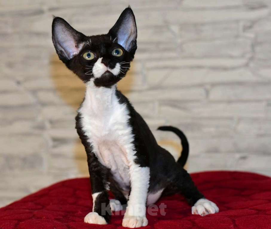 Кошки в Москве: Девочка в окрасе черный биколор Девочка, 50 000 руб. - фото 3