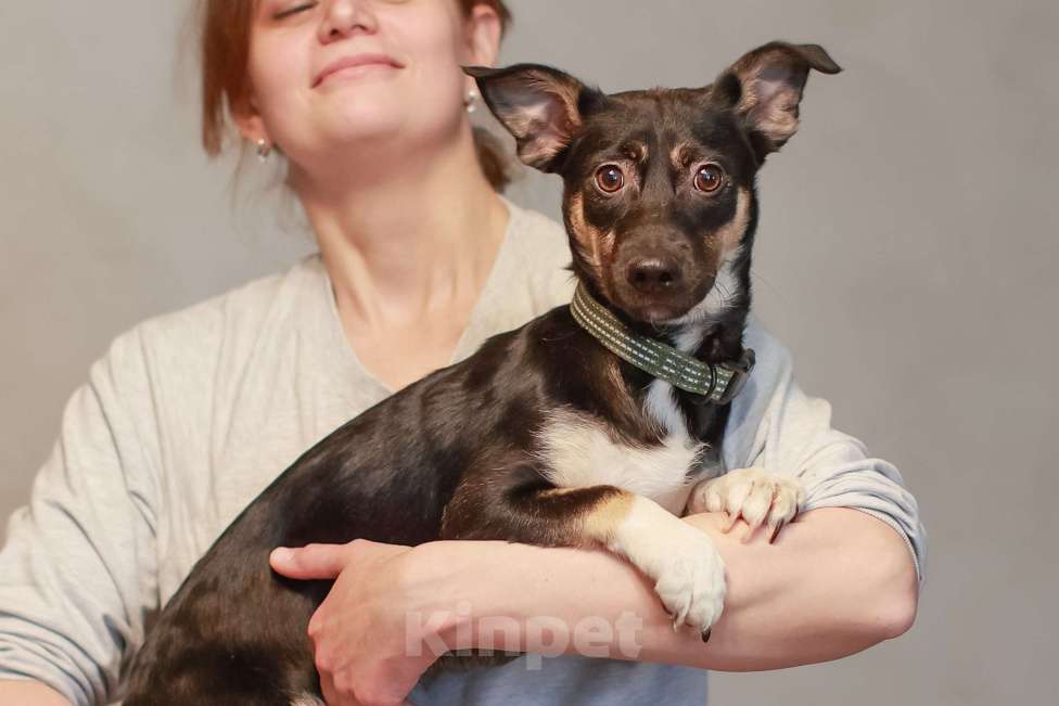 Собаки в Москве: Она смотрит на этот мир с высоты своих коротких лапок, но душа у неё большая и открытая Девочка, Бесплатно - фото 1