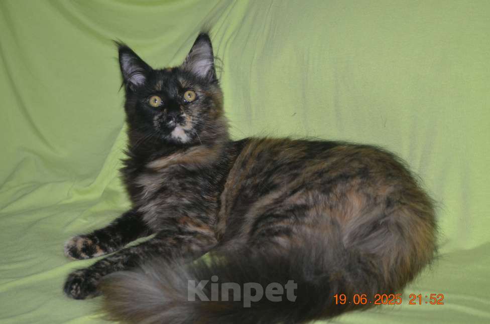 Кошки в Волгограде: Кошечки мейн-кун - для души и разведения Девочка, 5 000 руб. - фото 5