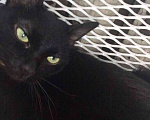 Кошки в Санкт-Петербурге: Потерялась любимица, черная кошка Девочка, 2 000 руб. - фото 1