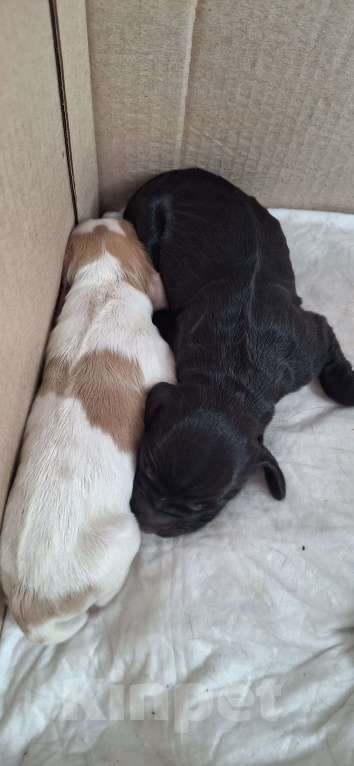 Собаки в Москве: Щенок девочка русский охотничий спаниель  чистокровный Девочка, 10 000 руб. - фото 4