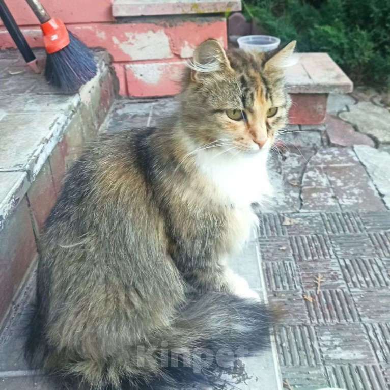 Кошки в Москве: Кошечку выкинули в лесу Девочка, Бесплатно - фото 2