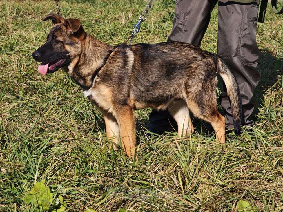 Собаки в Москве: Щенок Лео ищет дом Мальчик, Бесплатно - фото 7