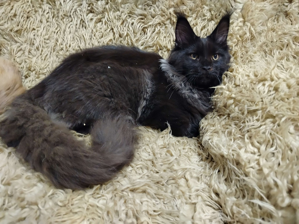 Кошки в Новосибирске: Коты Мальчик, 40 000 руб. - фото 7