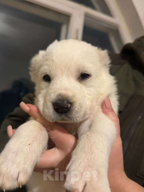 Собаки в Клинцах: Малыш Мальчик, 20 000 руб. - фото 1