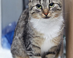 Кошки в Москве: кошечка ищут дом Девочка, Бесплатно - фото 3