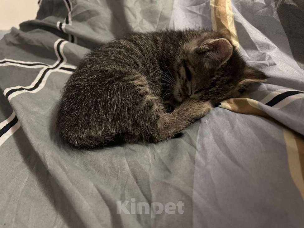 Кошки в Екатеринбурге: Котенок в добрые руки  Мальчик, Бесплатно - фото 1