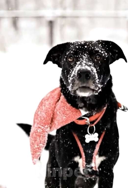 Собаки в Москве: Чудесный Мартин ищет лучшую семью Мальчик, 100 руб. - фото 8